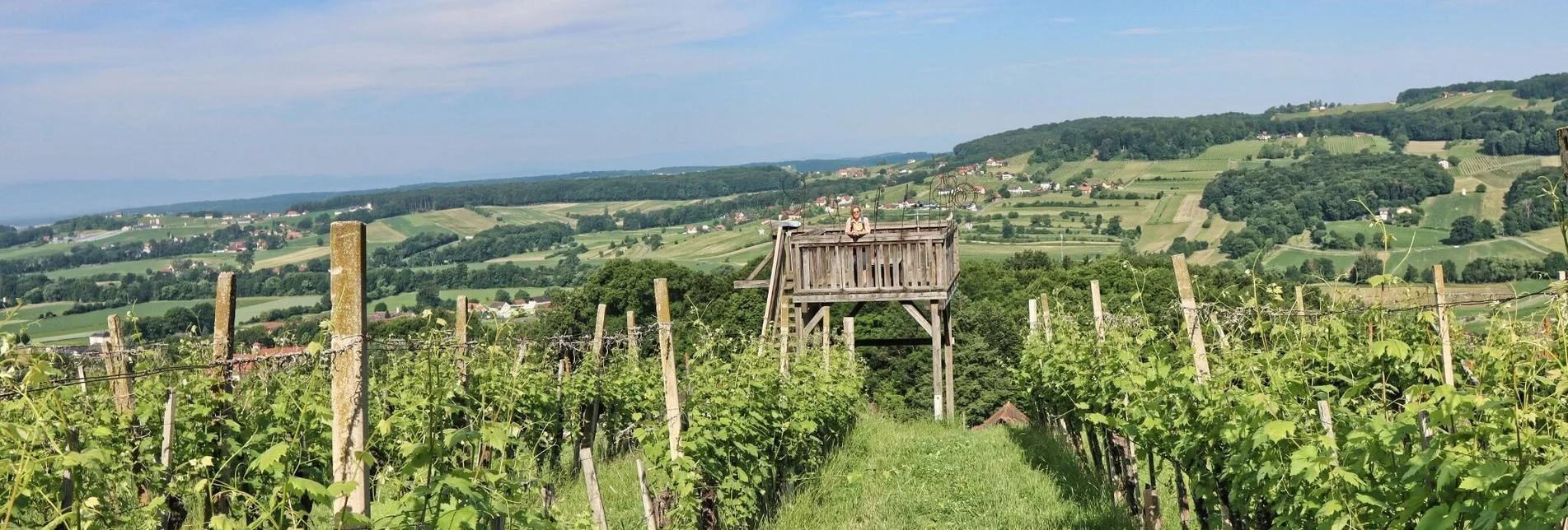 Hiking route TAU - path of the vineyards (TAU - Weg der Riede) - Touren-Impression #1 | © Weges OG